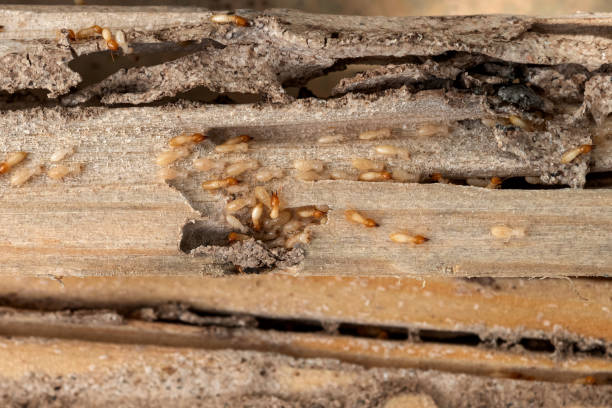 Best Pest Control Near Me in Roselawn, IN